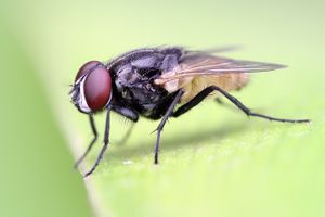 Housefly on a leaf crop.jpg