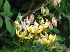 Lilium 'Mrs R.O.Backhouse' (cropped).jpg