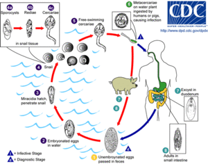 Fasciolopsis buski LifeCycle.gif