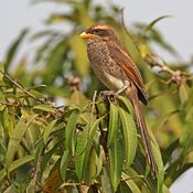Yellow-billed shrike (Corvinella corvina corvina).jpg