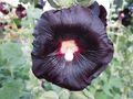 Black hollyhock (Alcea rosa nigra)