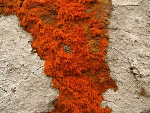 Colorful rock at Point Reyes.jpg