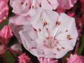 Mountain laurel (Kalmia latifolia), showing radially symmetrical flower.