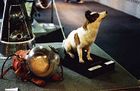 この時の宇宙犬「ストレルカ」の剥製