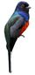 Trogon surrucura brazil white background.jpg