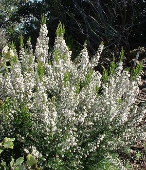 Erica arborea (Habitus).jpg