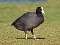 Hawaiian Coot RWD1.jpg