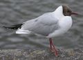 A Black-headed Gull in Devon, إنگلترة