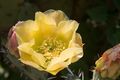 Opuntia engelmannii-Figuier de barbarie-20150609.jpg