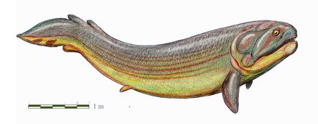 Rhizodus was a large freshwater Rhizodont sarcopterygian from Europe and North America.