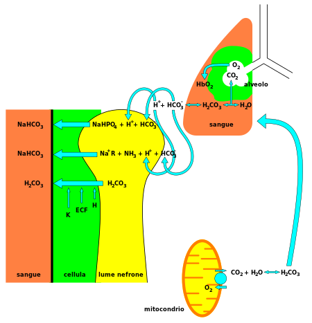 Riassorbimento bicarbonati e respirazione cellulare.svg