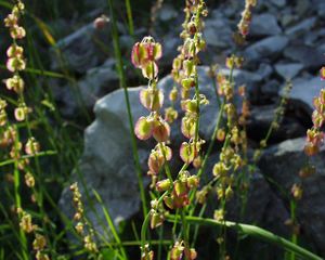 Rumex scutatus16072004inflorescence.JPG