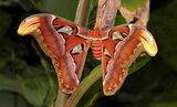 Attacus atlas London Zoo 01118-2.jpg