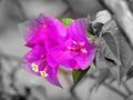 Purple Bougainvillea in Malaysia