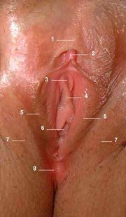 Vulva labeled no tags.jpg
