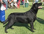 A black Labrador Retriever at a confirmation show.
