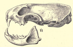 Mustelatropicalisskull.png