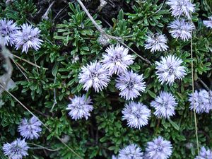 Globularia repens02.jpg