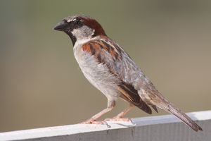 small bird with pale belly and breast and patterned wing and head stands on concrete