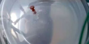 رحم اصطناعي من اختبار مختبرات برشلونة 29 يونيو 2023