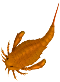 Adelophthalmus was the only genus of eurypterine eurypterid that survived past the Devonian