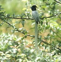 Indian paradise flycatcher (Terpsiphone paradisi) in Kullu