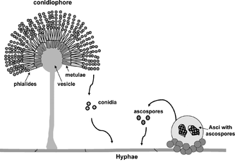 Conidia Formation Image.png