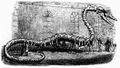 Albert Koch's 35-متر-long (115-قدم) "Hydrarchos" fossil skeleton from 1845. It was found to be an assembled collection of bones from at least five fossil specimens of Basilosaurus.