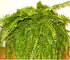 Nephrolepis exaltata indoor0705c.jpg
