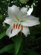 Lilium x Universe.jpg