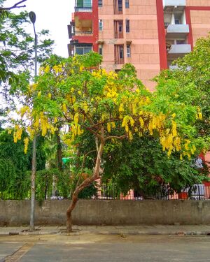 Golden shower tree.jpg