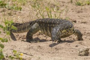 Nile monitor (Varanus niloticus) 2.jpg