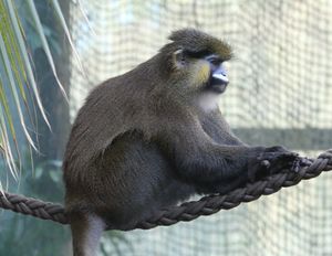 Blaumaulmeerkatze Cercopithecus cephus Tierpark Hellabrunn-5.jpg