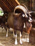 التيس التورنگي