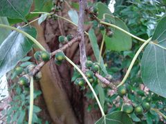 Fruits of Sacred Fig at Flamingo Gardens.