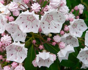 Kalmia Latifolia.jpg