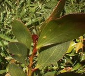 Acacia phlebophylla.jpg