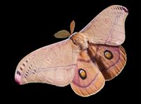 Emperor Gum Moth.jpg