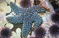 Pisaster giganteus, the Giant sea star.