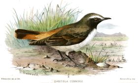 صورة معبرة عن الموضوع أبلق أحمر الذنب