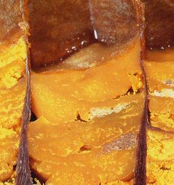 الهجونة الأحادية.jpg