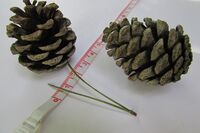 Cone (scale in cm) Cone