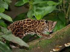 الانوسيلا على فرع شجرة.