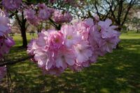 ''Prunus × sieboldii'' 'Beni-yutaka'[ja]. One of the cultivars selected for the British Award of Garden Merit.