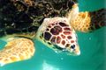Loggerhead Sea Turtle
