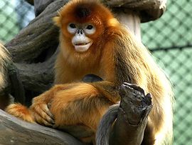 Myanmar Snub-nosed Monkey1.jpg
