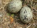 Herring Gull eggs