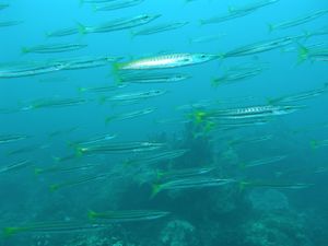 Photo of many long, skinny fish