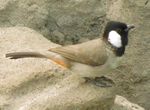 White-eared Bulbul in Abu Dhabi, UAE.JPG