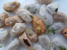 Assortment of luna moth cocoons.